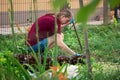 Woman planting seedlings of various vegetables in the garden