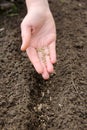 sowing seeds in row with the hand Royalty Free Stock Photo