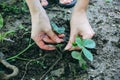 Woman is planting strawberries in home garden with a hoe. Old rustic hoe in the ground. Farm works in summer. Homegrown plants and Royalty Free Stock Photo