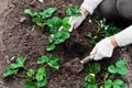 Woman is planting strawberries plants Royalty Free Stock Photo