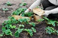 Woman is planting strawberries plants Royalty Free Stock Photo