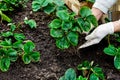 Woman is planting strawberries plants Royalty Free Stock Photo