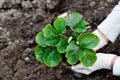 Woman is planting strawberries plants Royalty Free Stock Photo