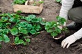 Woman is planting strawberries plants Royalty Free Stock Photo