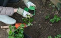 Woman planting strawberries Royalty Free Stock Photo