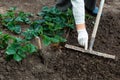 Woman is planting strawberries plants in her garden Royalty Free Stock Photo