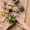 Woman planting succulents in pots on craft paper