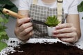 Woman planting succulents at table indoors. How to plant a succulent in a new pot. The process of transplanting a cactus. Concept Royalty Free Stock Photo