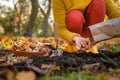 Woman planting tulip bulbs in a flower bed during a beautiful sunny autumn afternoon. Growing tulips. Fall gardening jobs. Royalty Free Stock Photo