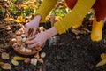 Woman planting tulip bulbs in a flower bed during a beautiful sunny autumn afternoon. Growing tulips. Fall gardening jobs. Royalty Free Stock Photo