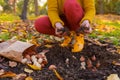 Woman planting tulip bulbs in a flower bed during a beautiful sunny autumn afternoon. Growing tulips. Fall gardening jobs. Royalty Free Stock Photo