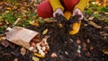 Woman planting tulip bulbs in a flower bed during a beautiful sunny autumn afternoon. Growing tulips. Fall gardening. Royalty Free Stock Photo