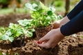 Woman gardener holding wild strawberry seedling with roots Royalty Free Stock Photo