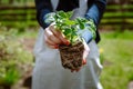 Woman planting wild strawberries in ground in spring garden Royalty Free Stock Photo