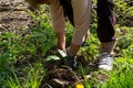 Planting Hope: Young Chestnut Tree and Reforestation Efforts