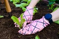 Woman planting young lettuce seedlings in the garden
