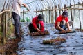 Woman planting young plants in garden soil,Young women are growing organic vegetables in the vegetable patch