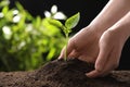 Woman planting young seedling into fertile soil, closeup. Gardening time Royalty Free Stock Photo