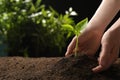 Woman planting young seedling into fertile soil, space for text. Gardening time Royalty Free Stock Photo