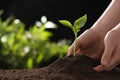 Woman planting young seedling into fertile soil, space for text. Gardening time Royalty Free Stock Photo