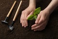 Woman planting young seedling into soil. Gardening time Royalty Free Stock Photo