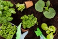 Woman planting young seedlings of lettuce salad in the vegetable garden Royalty Free Stock Photo