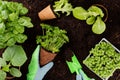 Woman planting young seedlings of lettuce salad in the vegetable garden Royalty Free Stock Photo