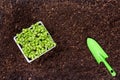 Woman planting young seedlings of lettuce salad in the vegetable garden Royalty Free Stock Photo