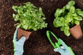 Woman planting young seedlings of lettuce salad in the vegetable garden Royalty Free Stock Photo