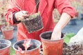 Woman planting young tree into a pot Royalty Free Stock Photo