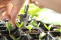Woman planting young vegetable sprout into seedling tray, closeup Royalty Free Stock Photo