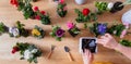 The woman plants a beautiful flowers in small pots Royalty Free Stock Photo