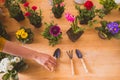 The woman plants a beautiful flowers in small pots Royalty Free Stock Photo