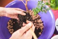 A woman plants a houseplant in a pot.