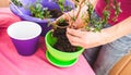 A woman plants a houseplant in a pot