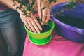 A woman plants a houseplant in a pot