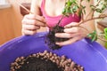 A woman plants a houseplant in a pot.