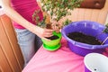 A woman plants a houseplant in a pot.