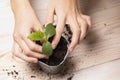 woman plants young seedling plant in pot with soil on wooden table. concept of gardening, farming. Royalty Free Stock Photo