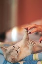 A woman playing with a cat lying on her back and showing her thighs. Royalty Free Stock Photo