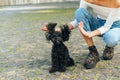 Woman playing with a funny dog breed toy poodle on the street, sitting on the ground, the owner throws the pet`s ears up. Games