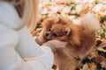 Woman playing with her dog in a park outdoors. Ginger pomeranian spitz in the golden autumn park on a sunny day. Caring Royalty Free Stock Photo