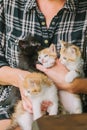 Woman playing with kittens. Cat