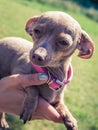 Woman playing pinscher ratter dog outside