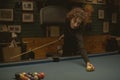 Woman playing pool at a bar Royalty Free Stock Photo