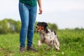 Woman plays with a Brittany dog