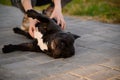 Woman plays with a dog in the backyard. The French bulldog lies on its back,the owner strokes it, scratches its belly.