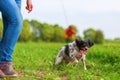 Woman plays with her dog with a flirt tool