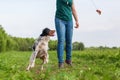 Woman plays with her dog with a flirt tool