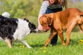 Woman plays with two dogs on the meadow Royalty Free Stock Photo